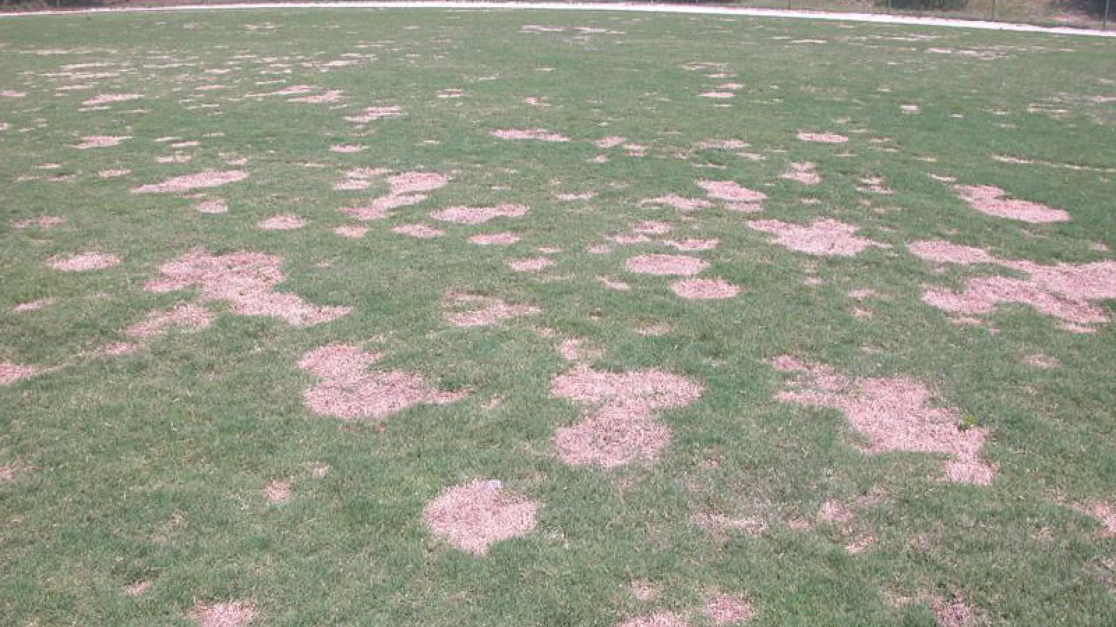 Spring Dead Spot