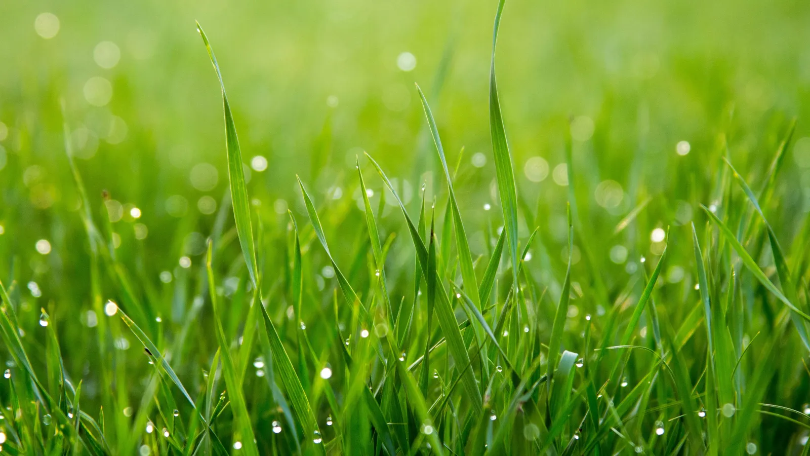 pretty Grass with water droplets on the blades