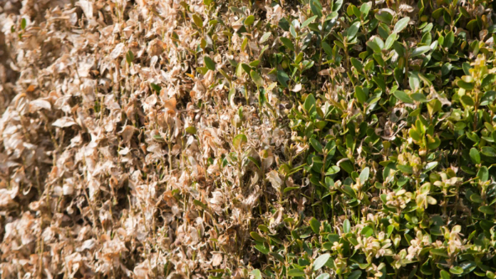 Boxwood blight
