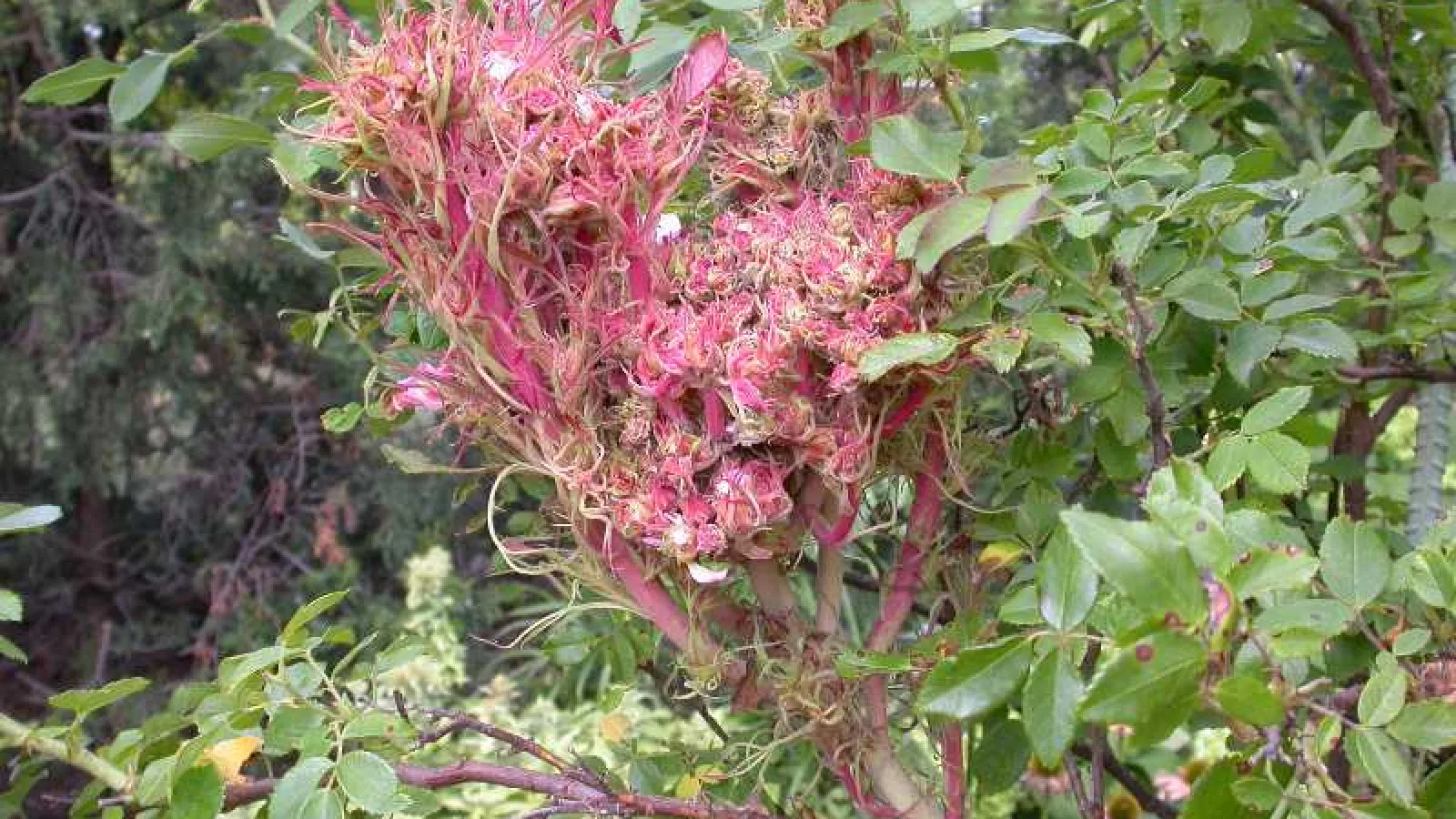 a pink flower on a bush