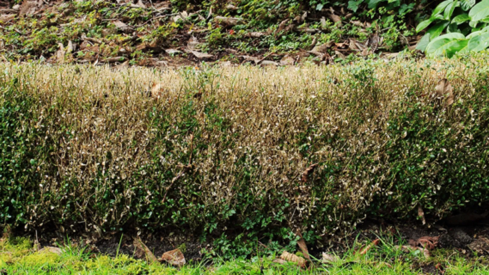 a field of green plants