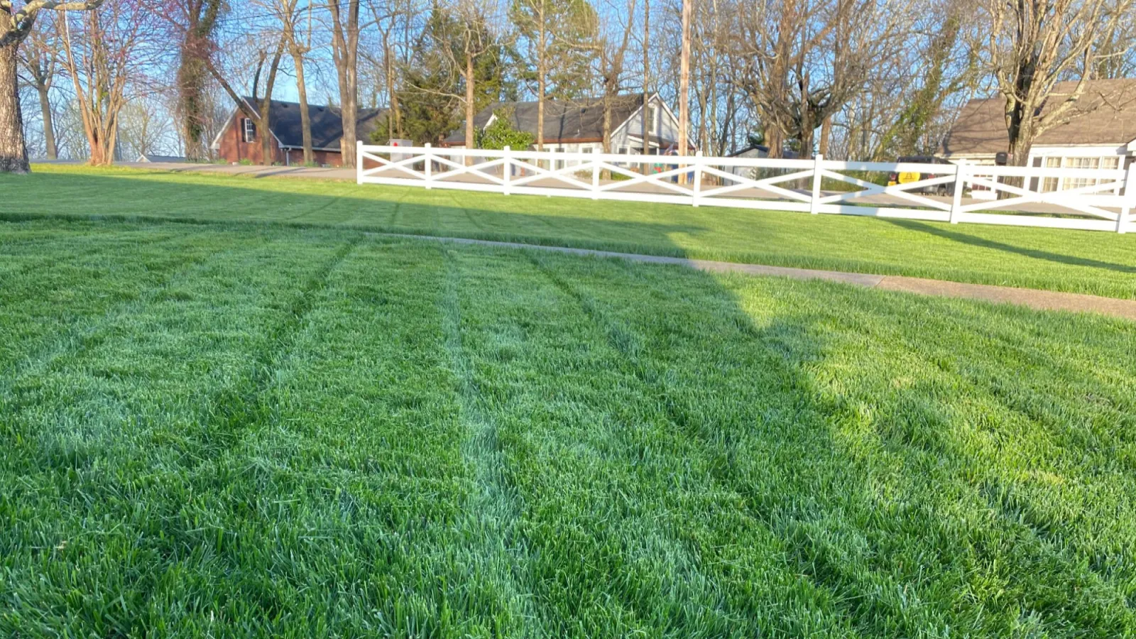 Zoysia pretty grass