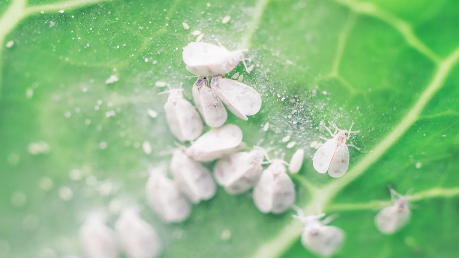 a close up of a leaf