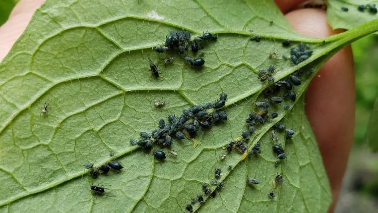 a close up of a leaf