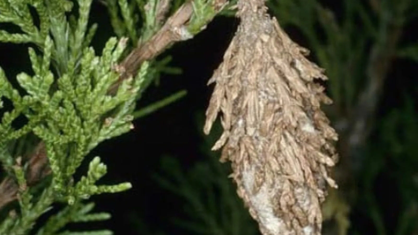 Bagworms