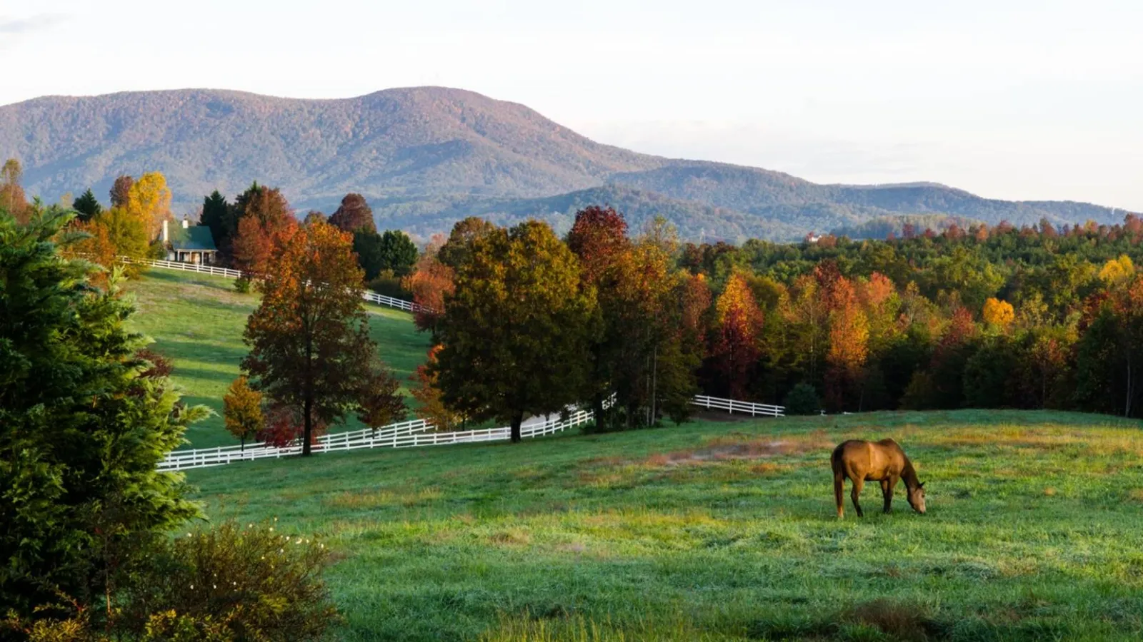 horse around mountains