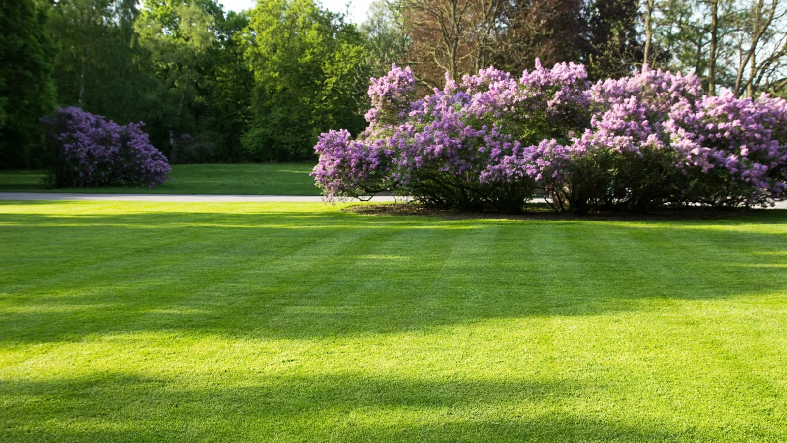 a green lawn with trees in the background