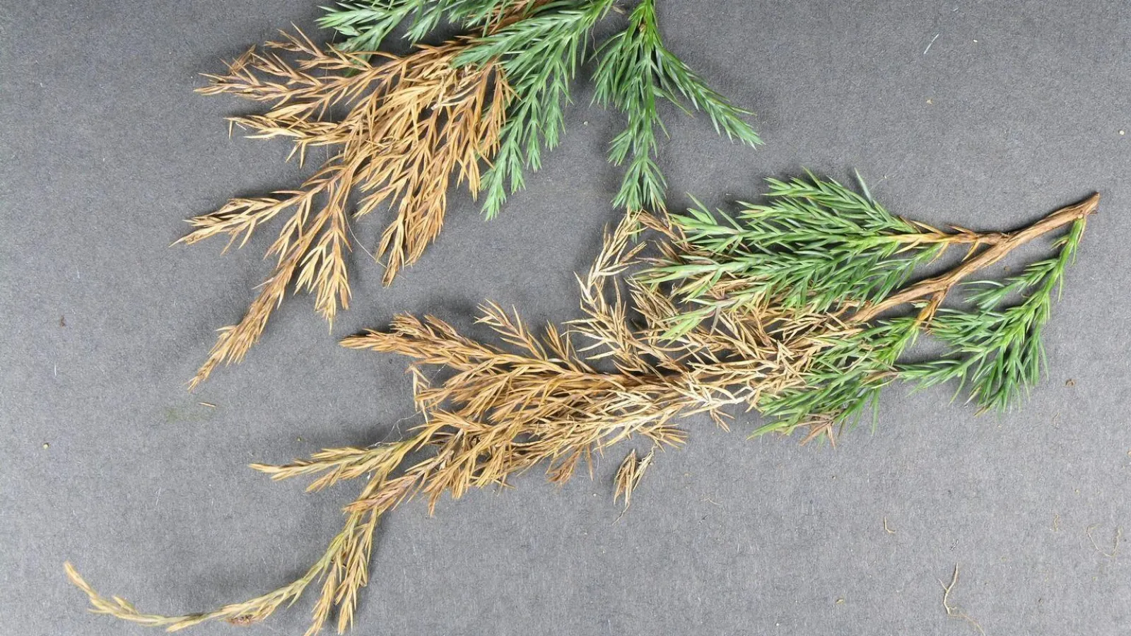 a group of dried plants