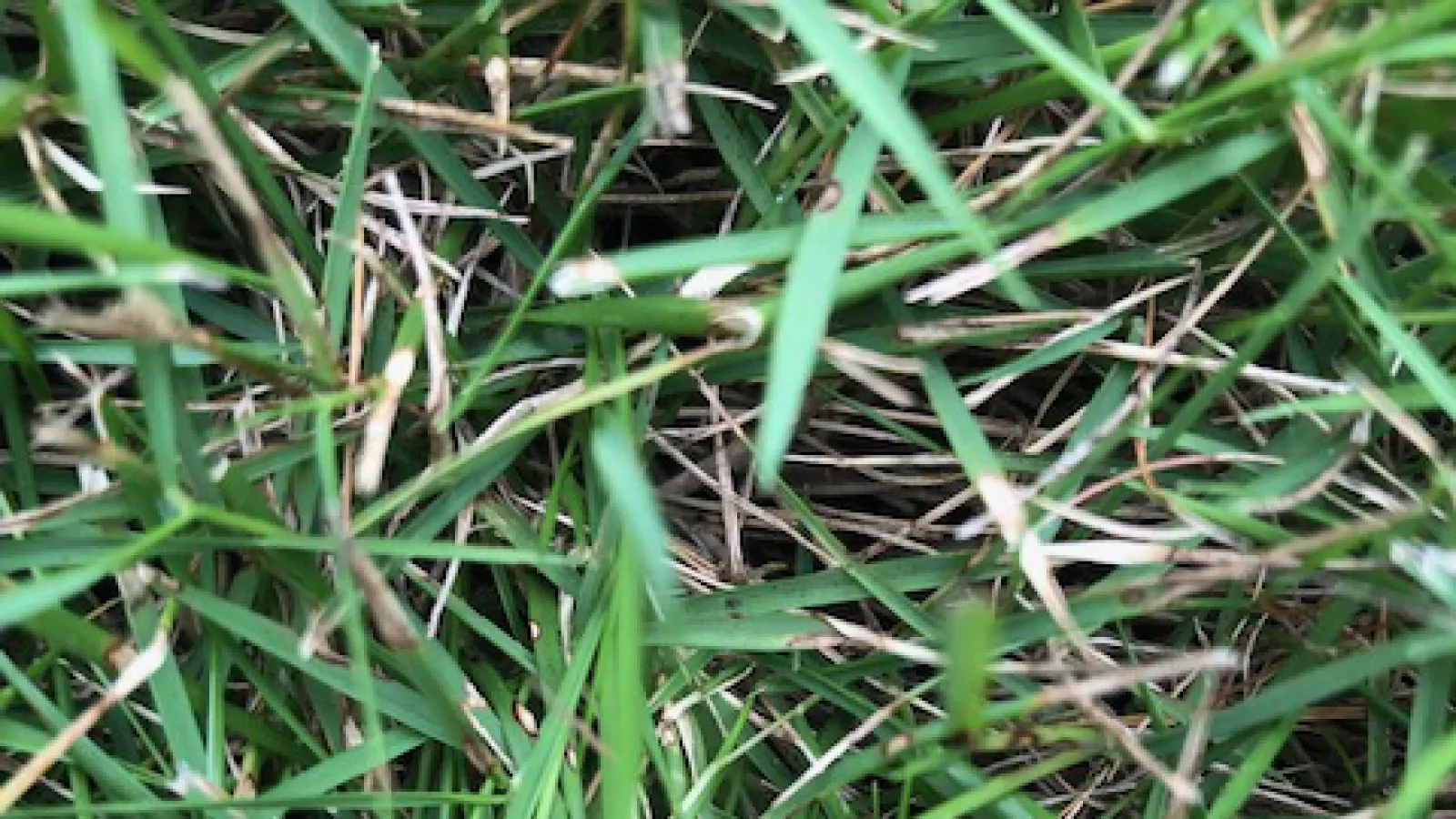 dollar spot