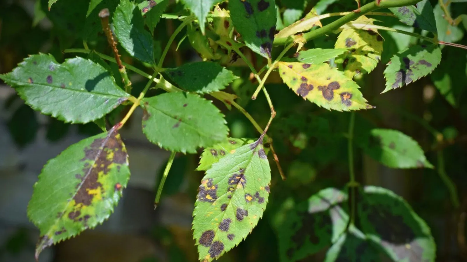 a close up of a plant