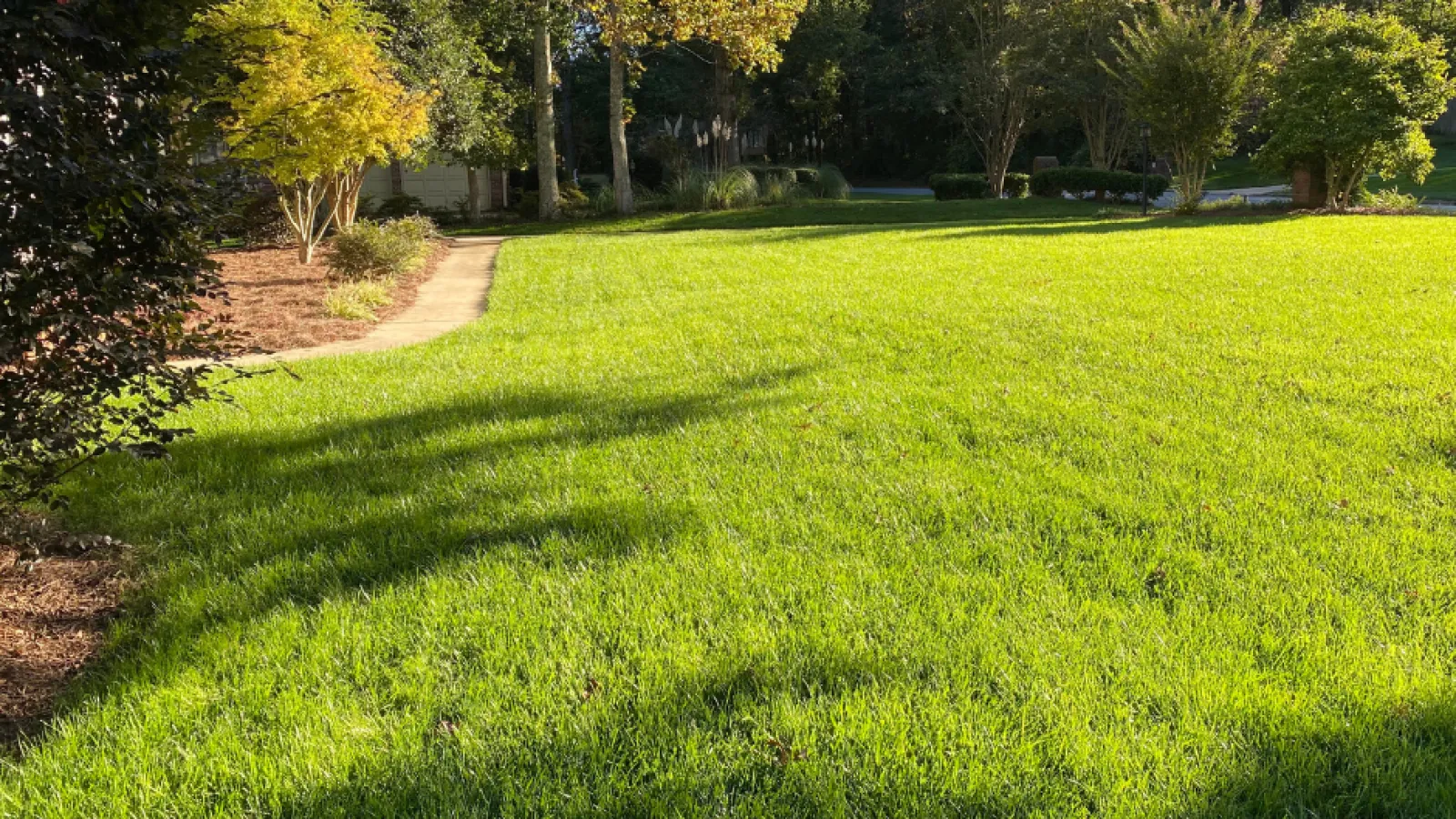a grassy area with trees in the background