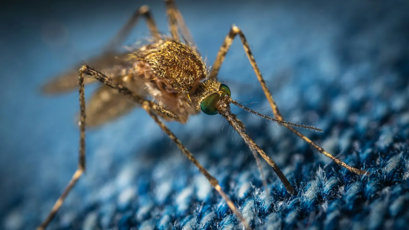 a close up of a spider