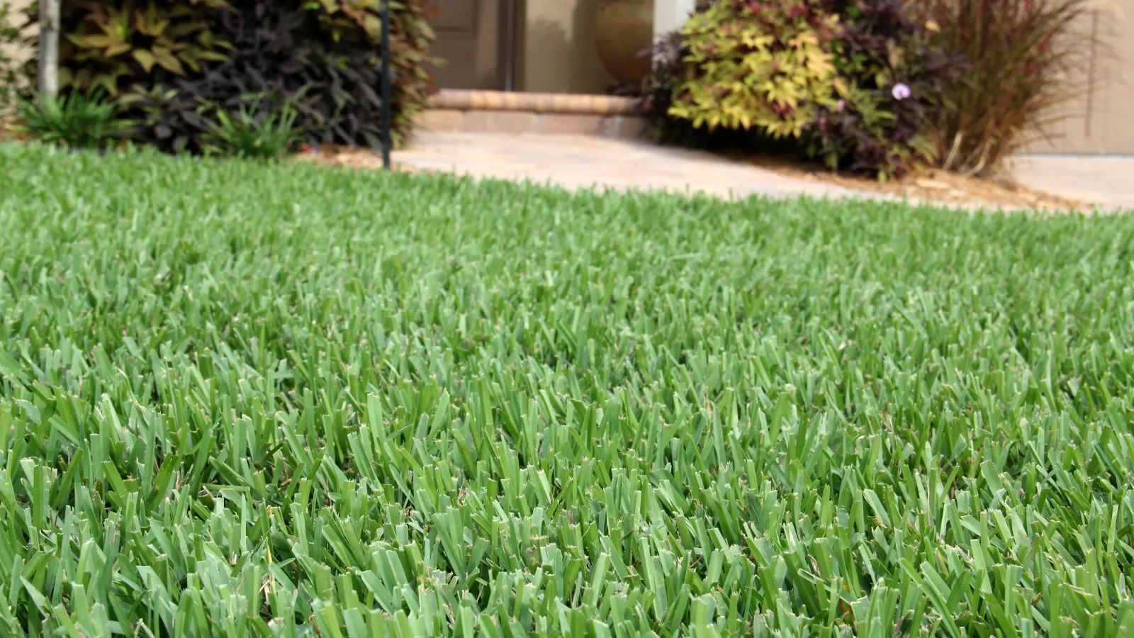 St. Augustine pretty grass