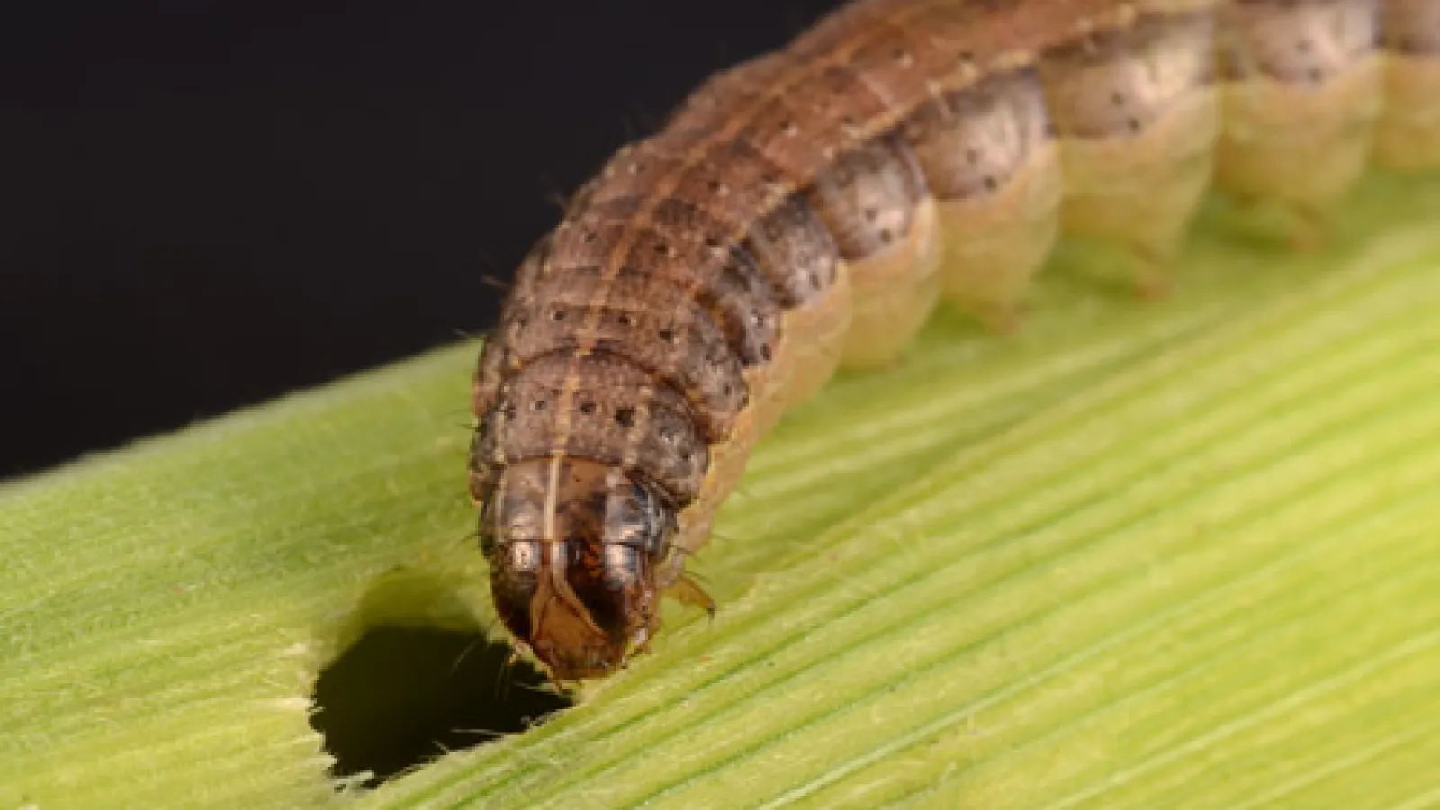 armyworm