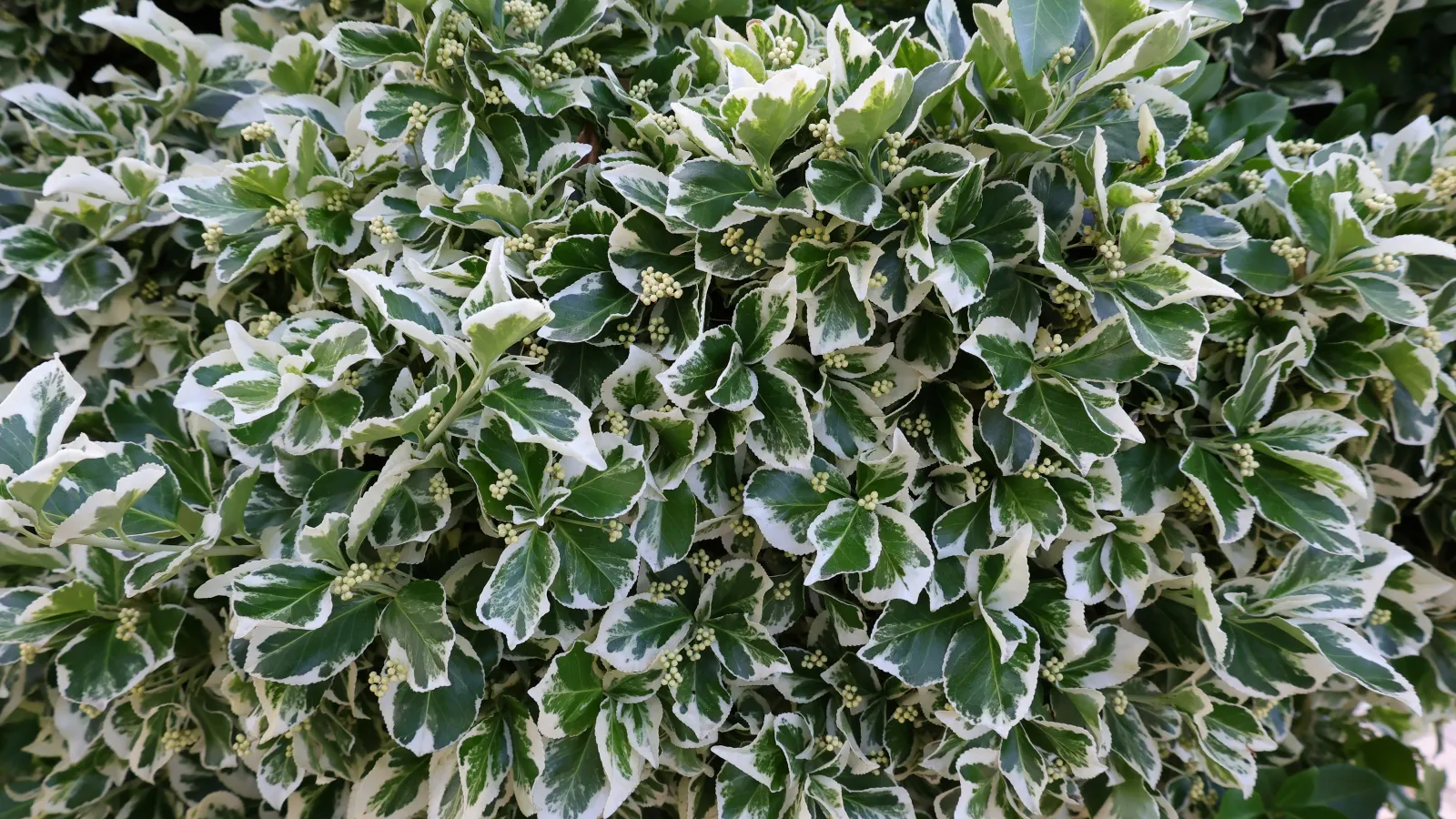 a bush with green leaves