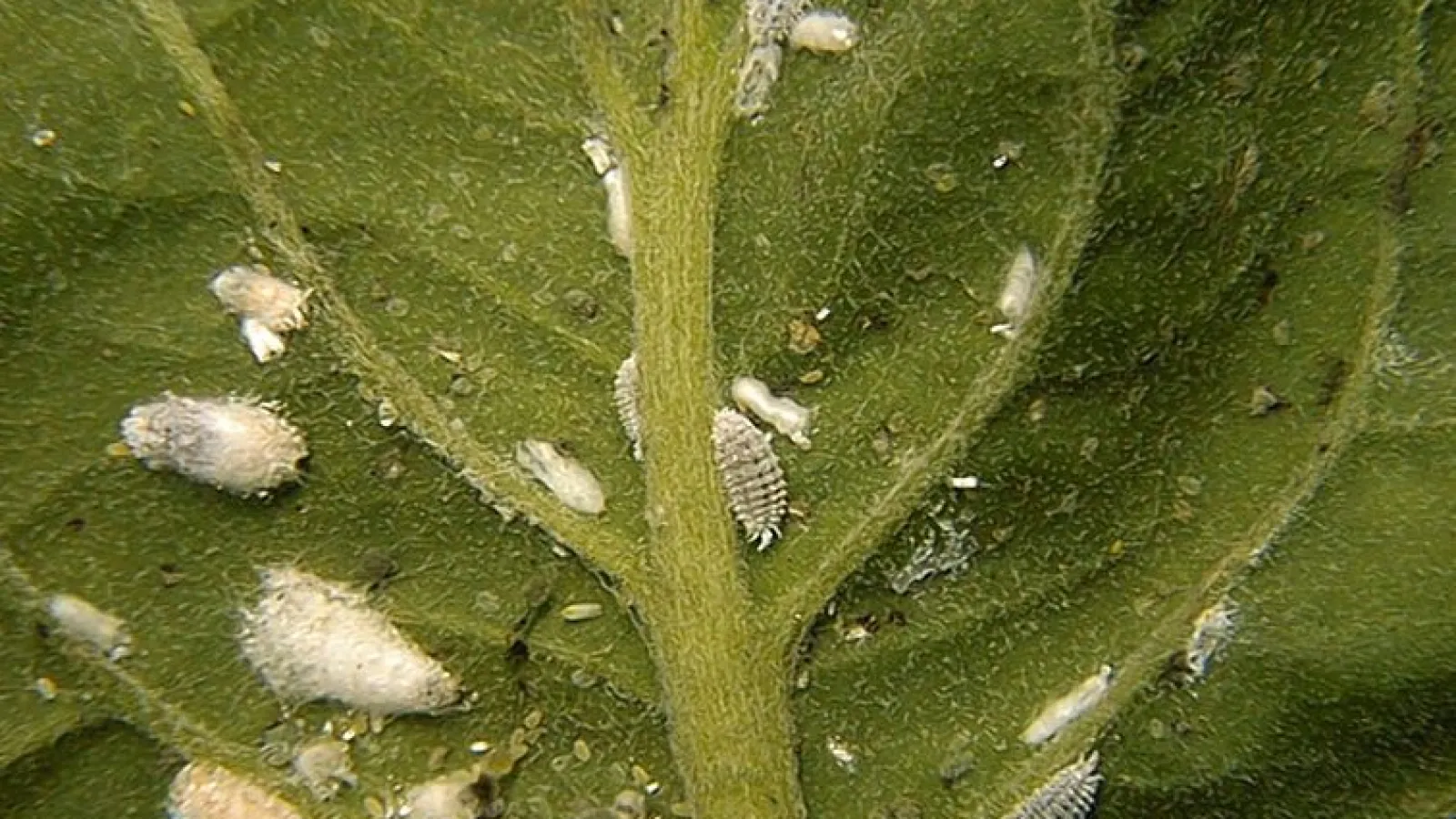 Mealybugs on a leaf