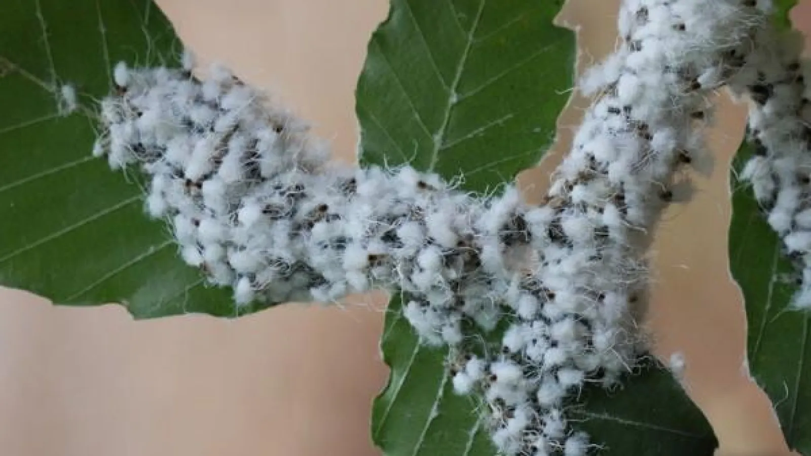 Woolly aphids