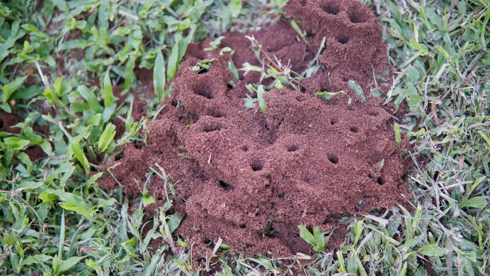 Fire ant bed