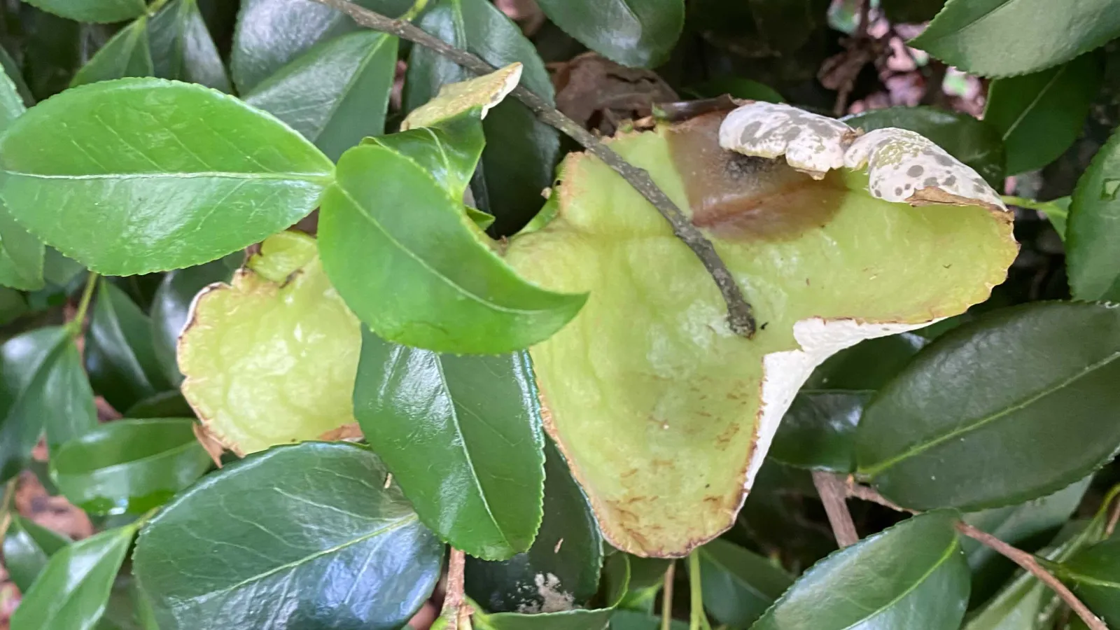 a close up of a plant with camellia gall