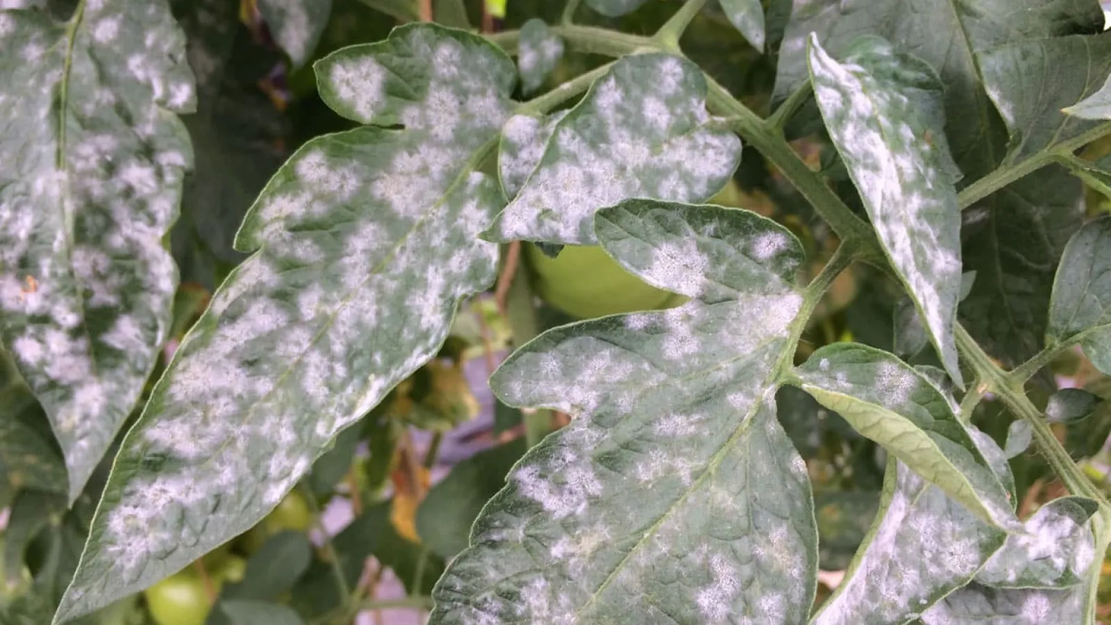 a close up of a plant
