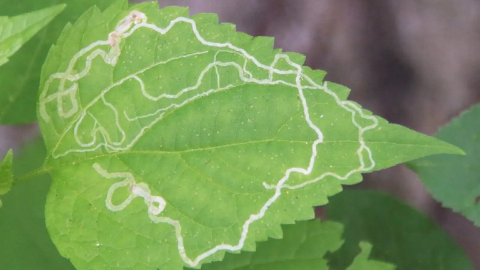 Leaf miners