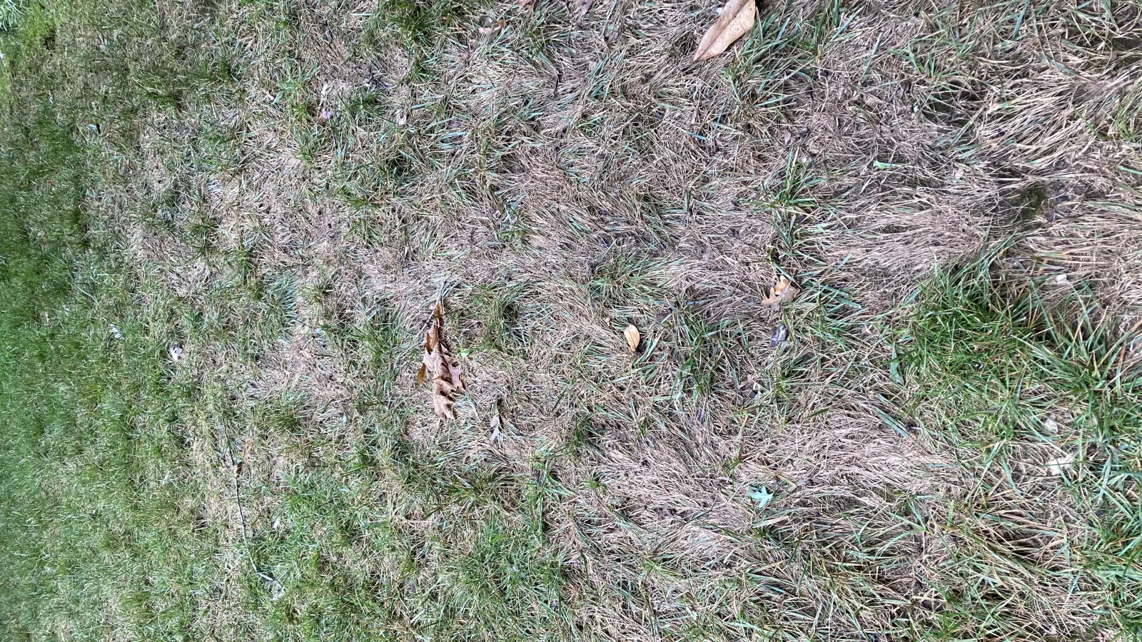 Leaf Spot/ Melting out