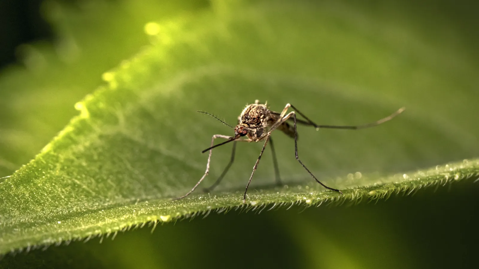 mosquito on leaf