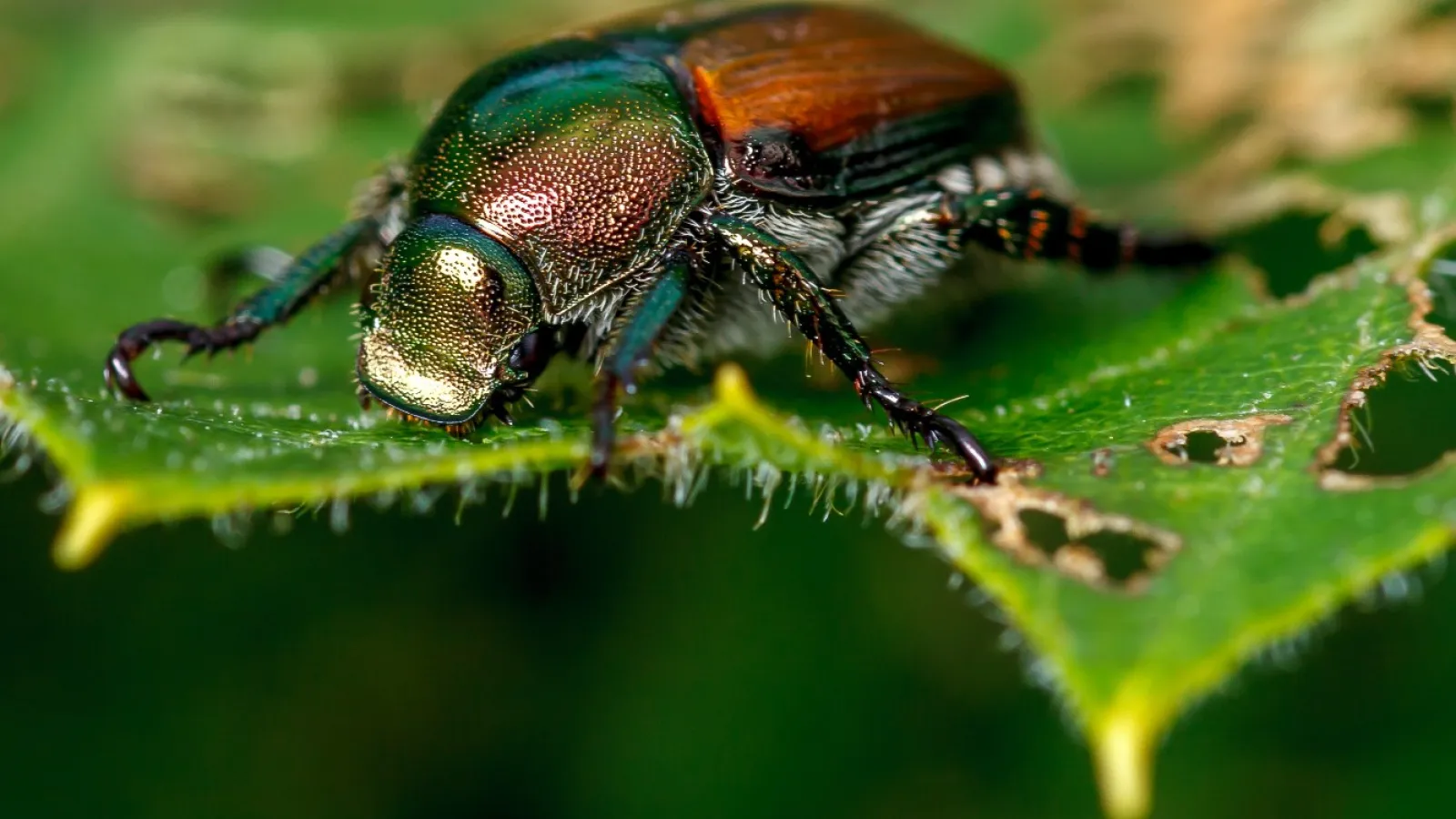 Japanese beetles
