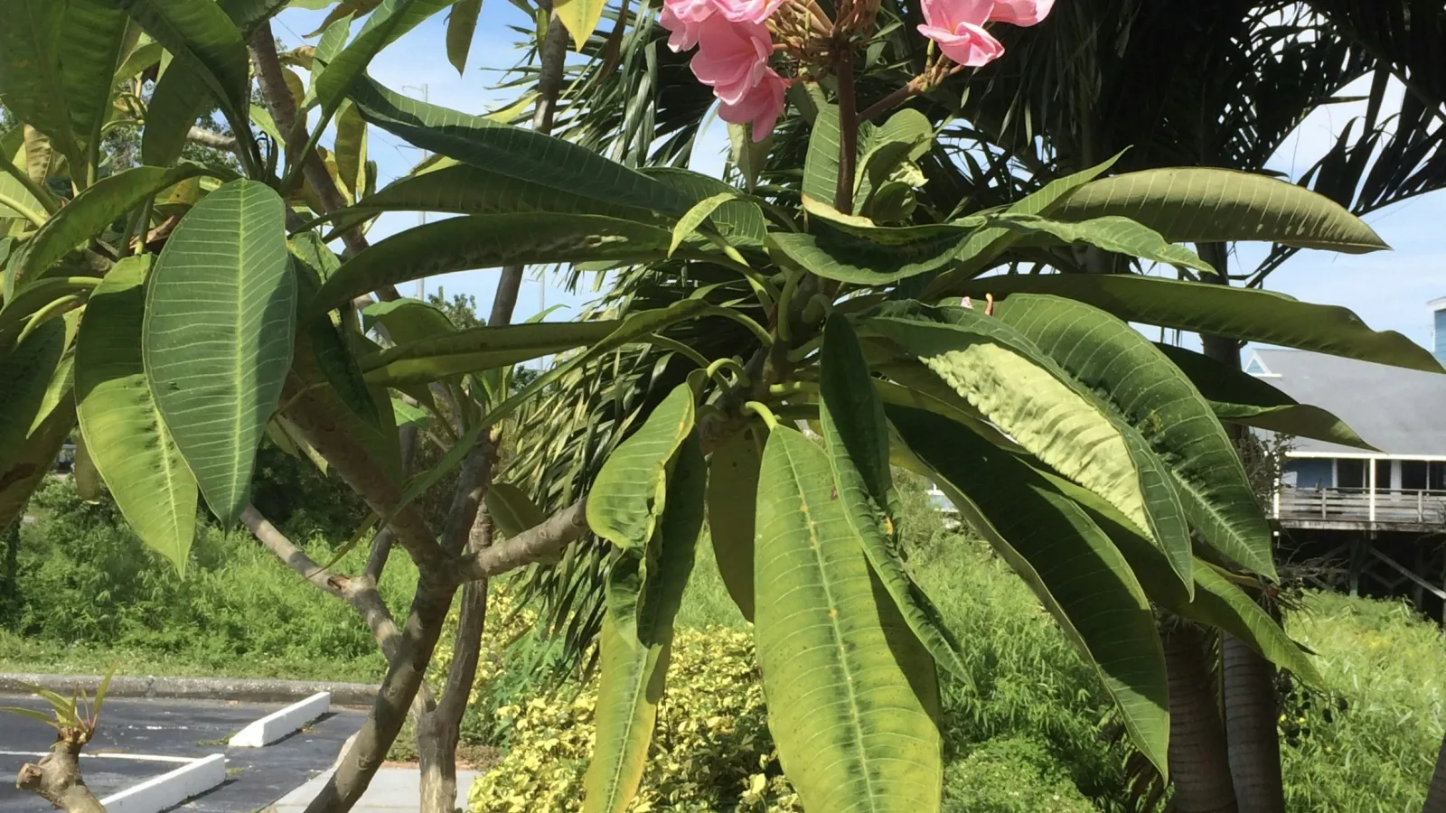 A lush plant with vibrant pink flowers under a bright blue sky, surrounded by greenery.