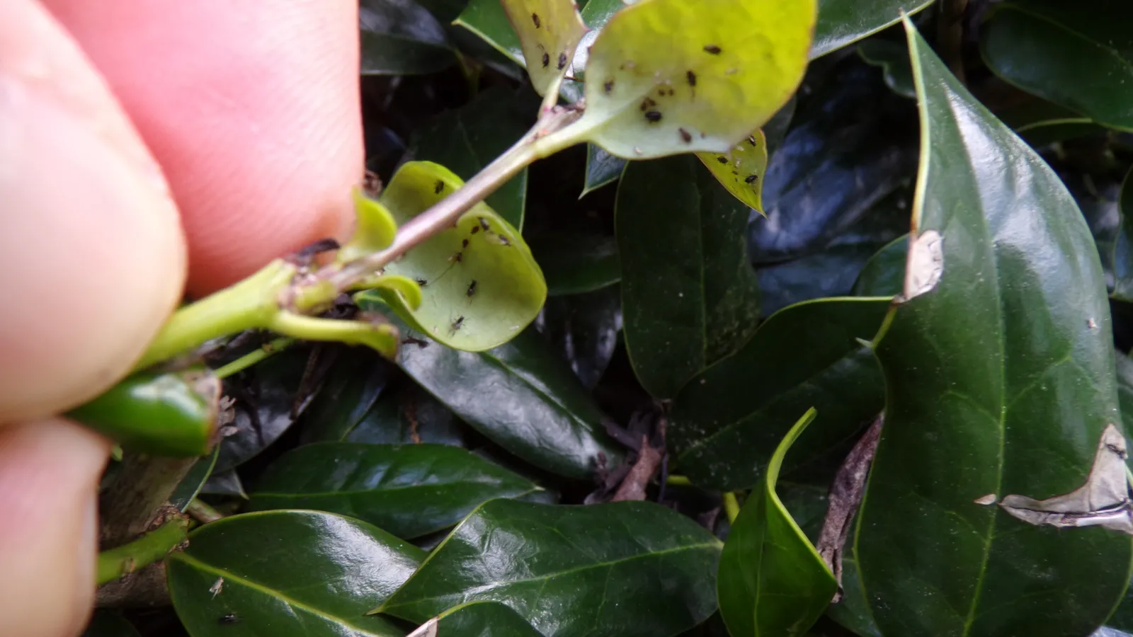 a hand holding a plant with green leaves