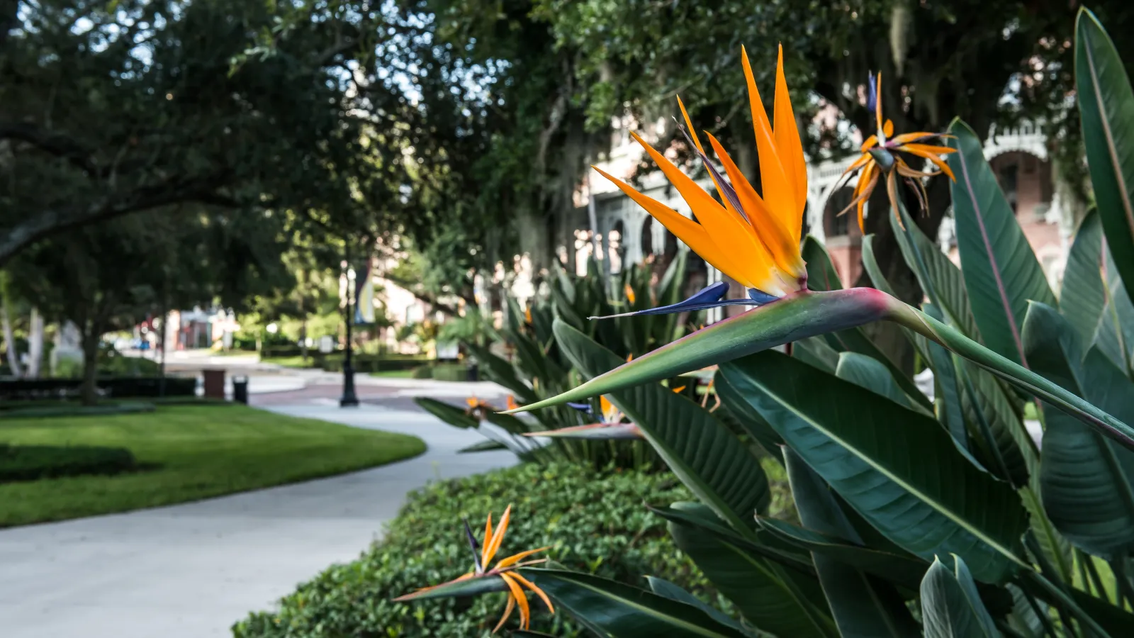 Vibrant orange bird of paradise flowers in lush green foliage along a serene pathway.