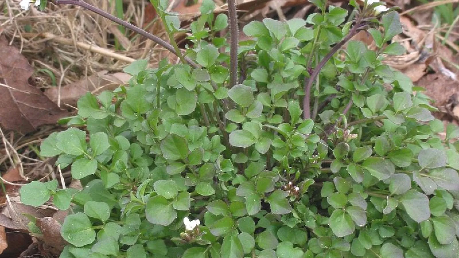 Bittercress