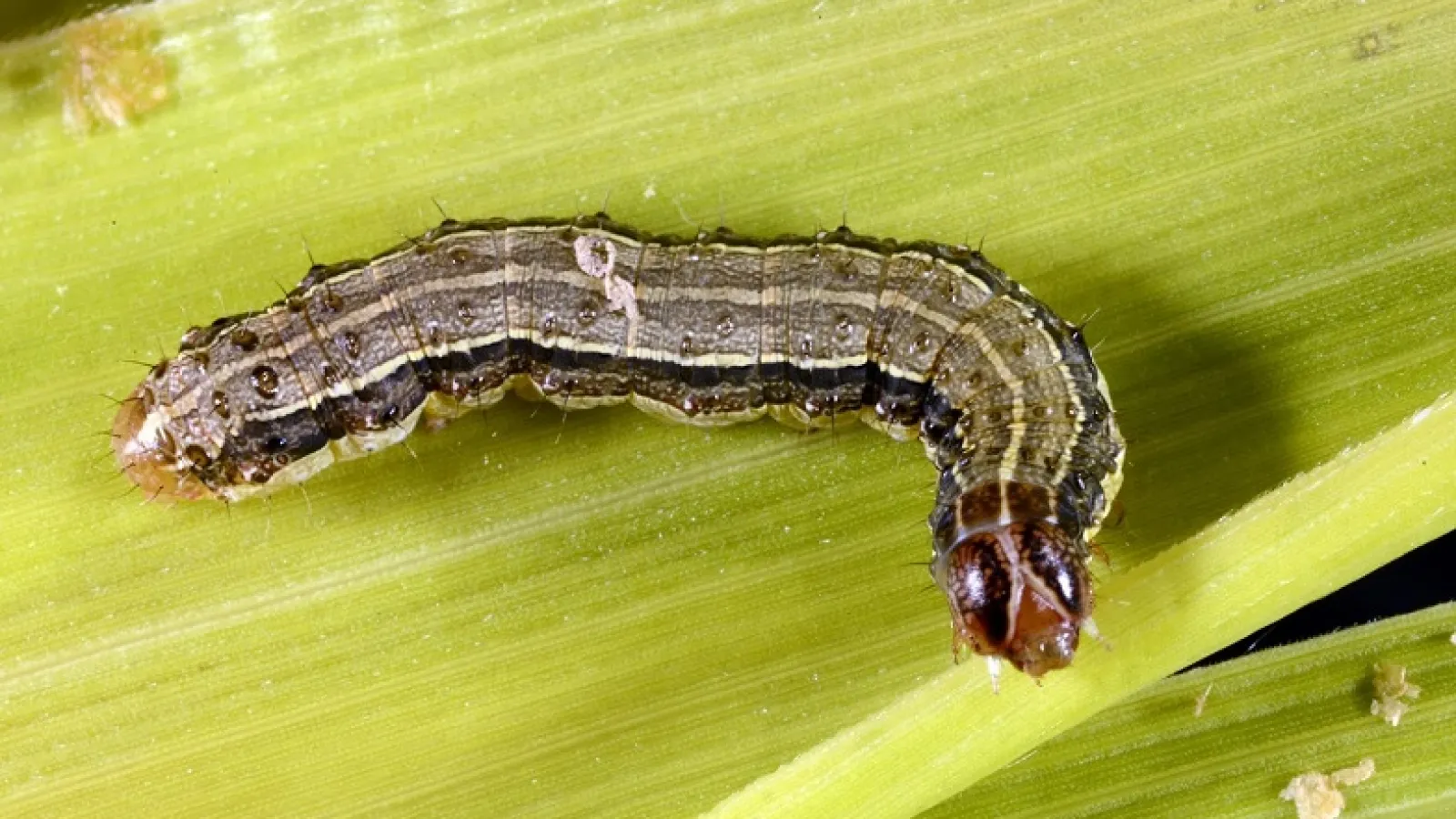 a close up of an armyworm