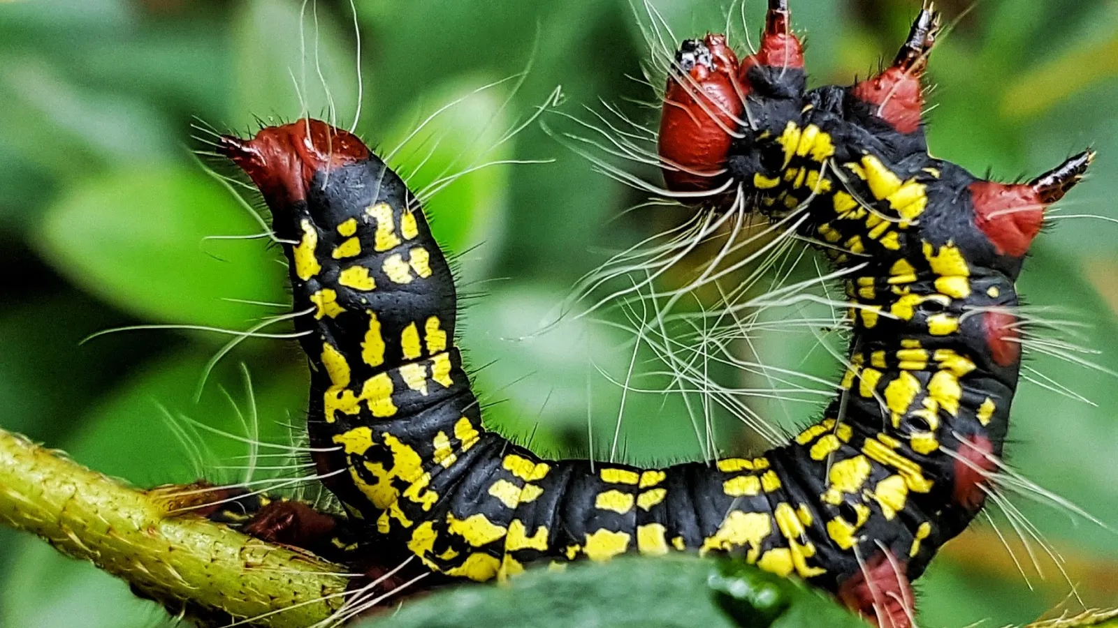 a caterpillar on a leaf