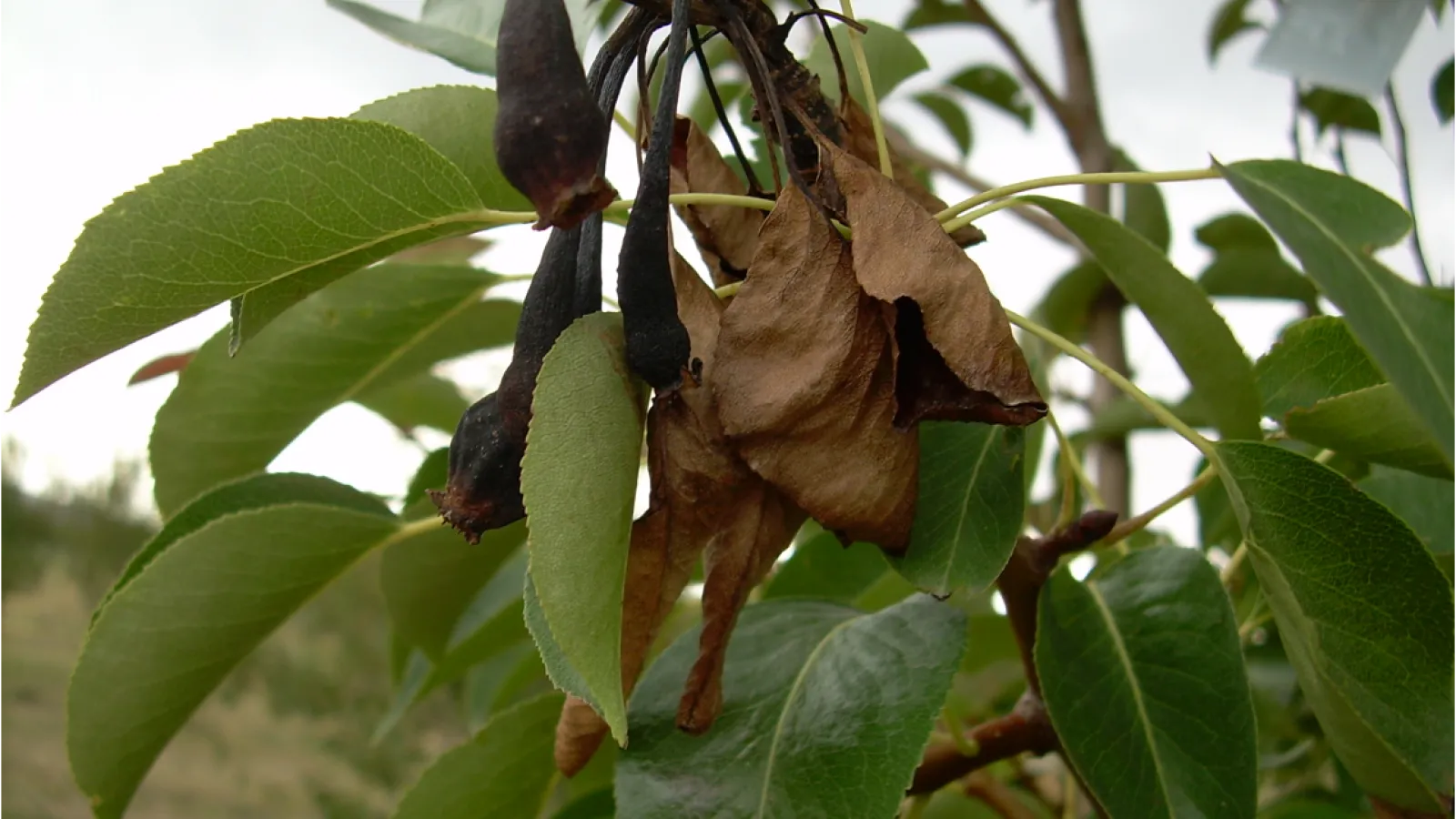 Fire blight