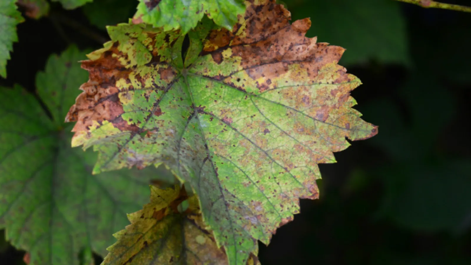 Dogwood anthracnose