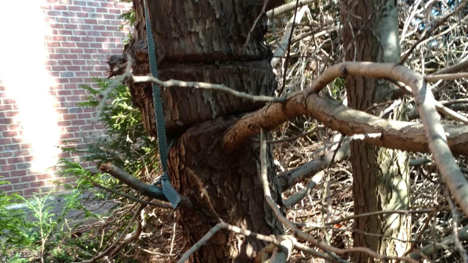 Girdled trunk