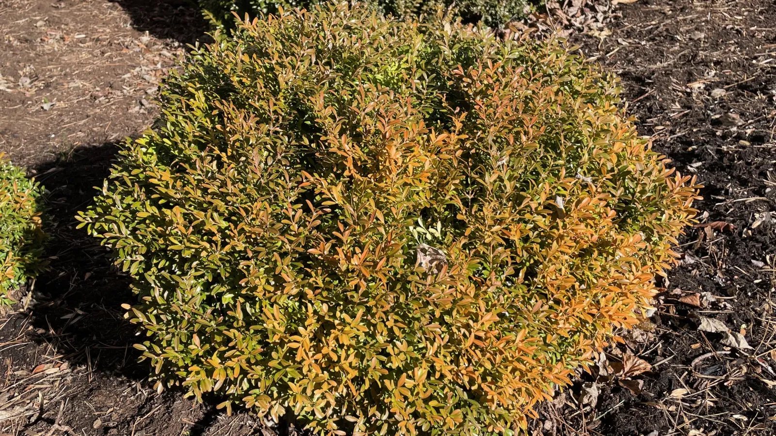 a bush with green leaves