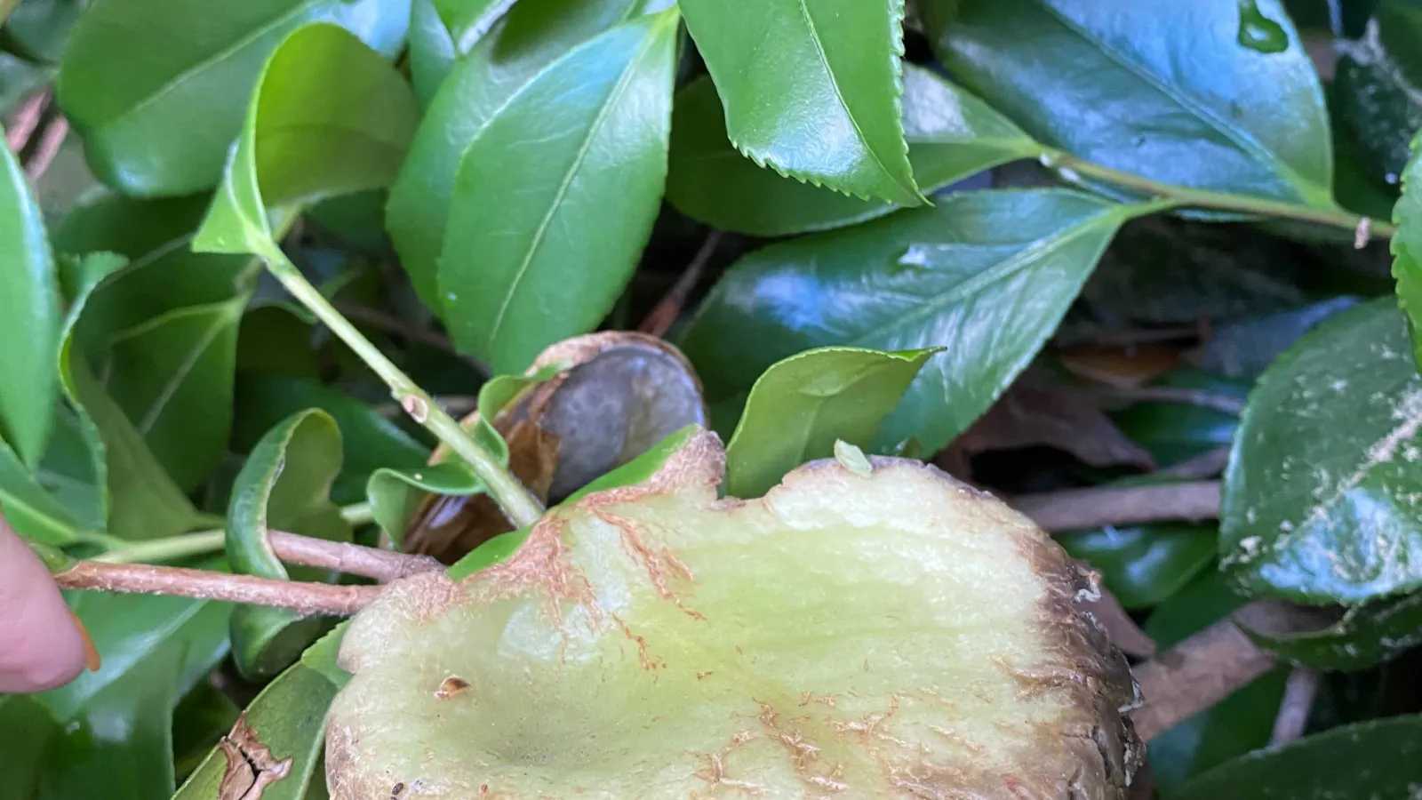 Leaf gall