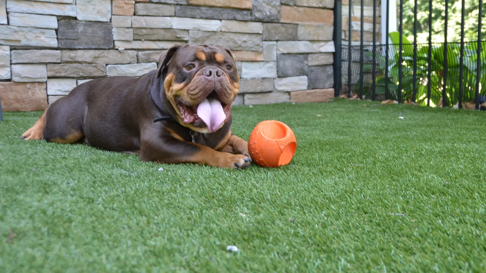 a dog lying on the grass next to a ball