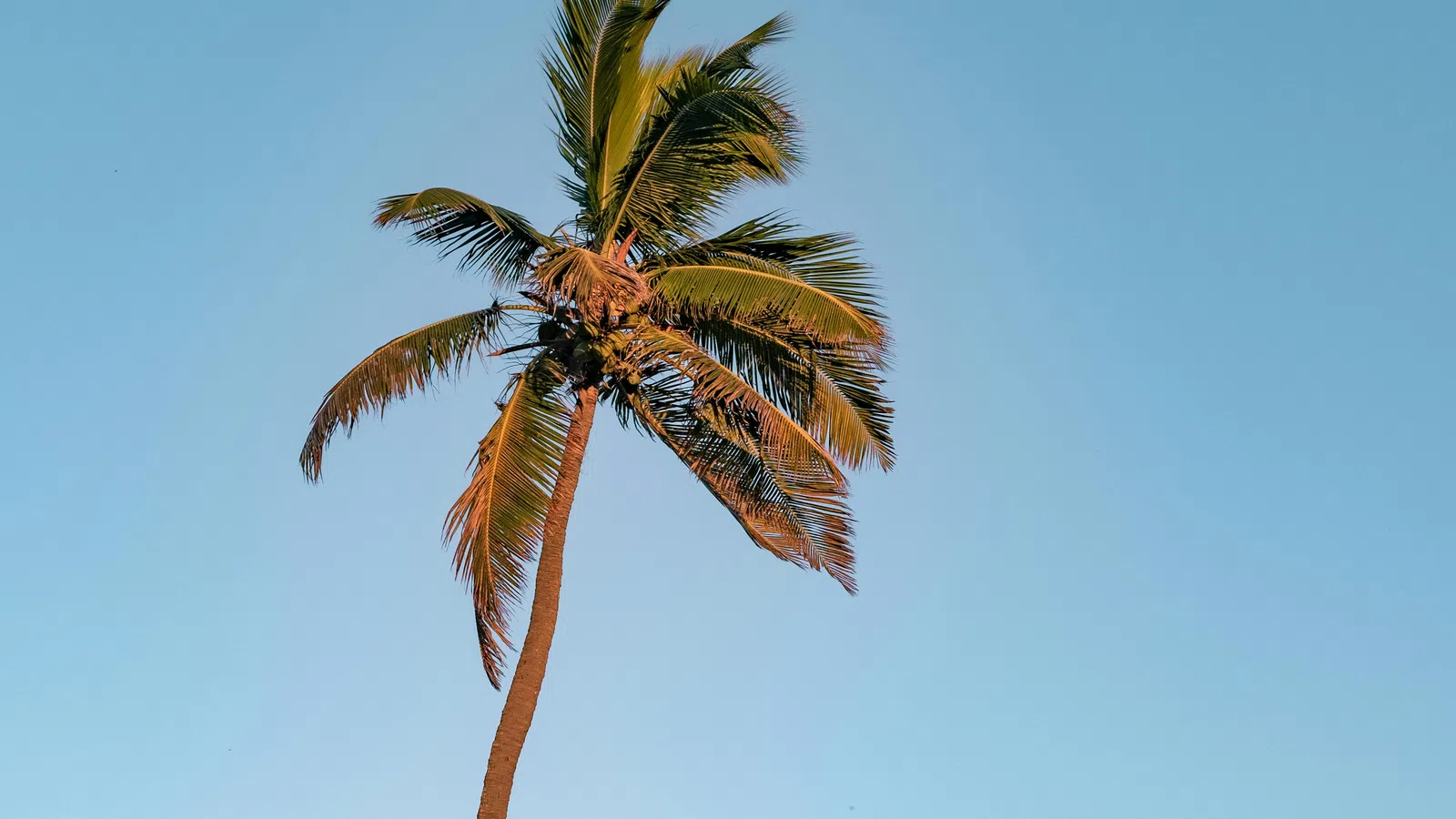 Tall palm tree on sandy beach with ocean and ship in background during sunset.