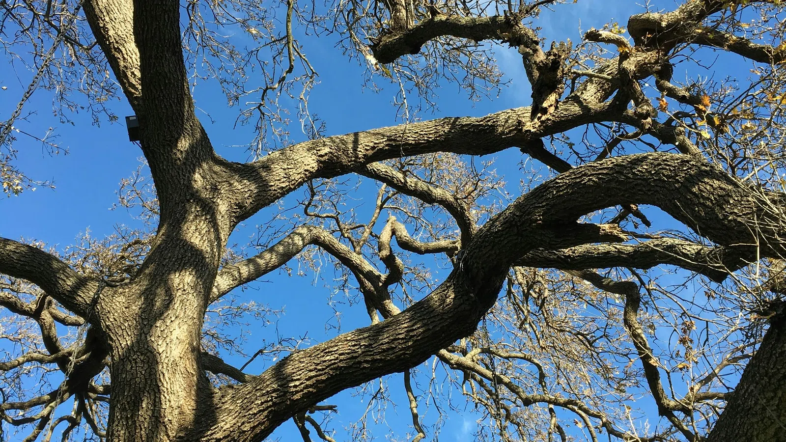 Large tree branches with sparse autumn leaves set against a clear blue sky in daylight.