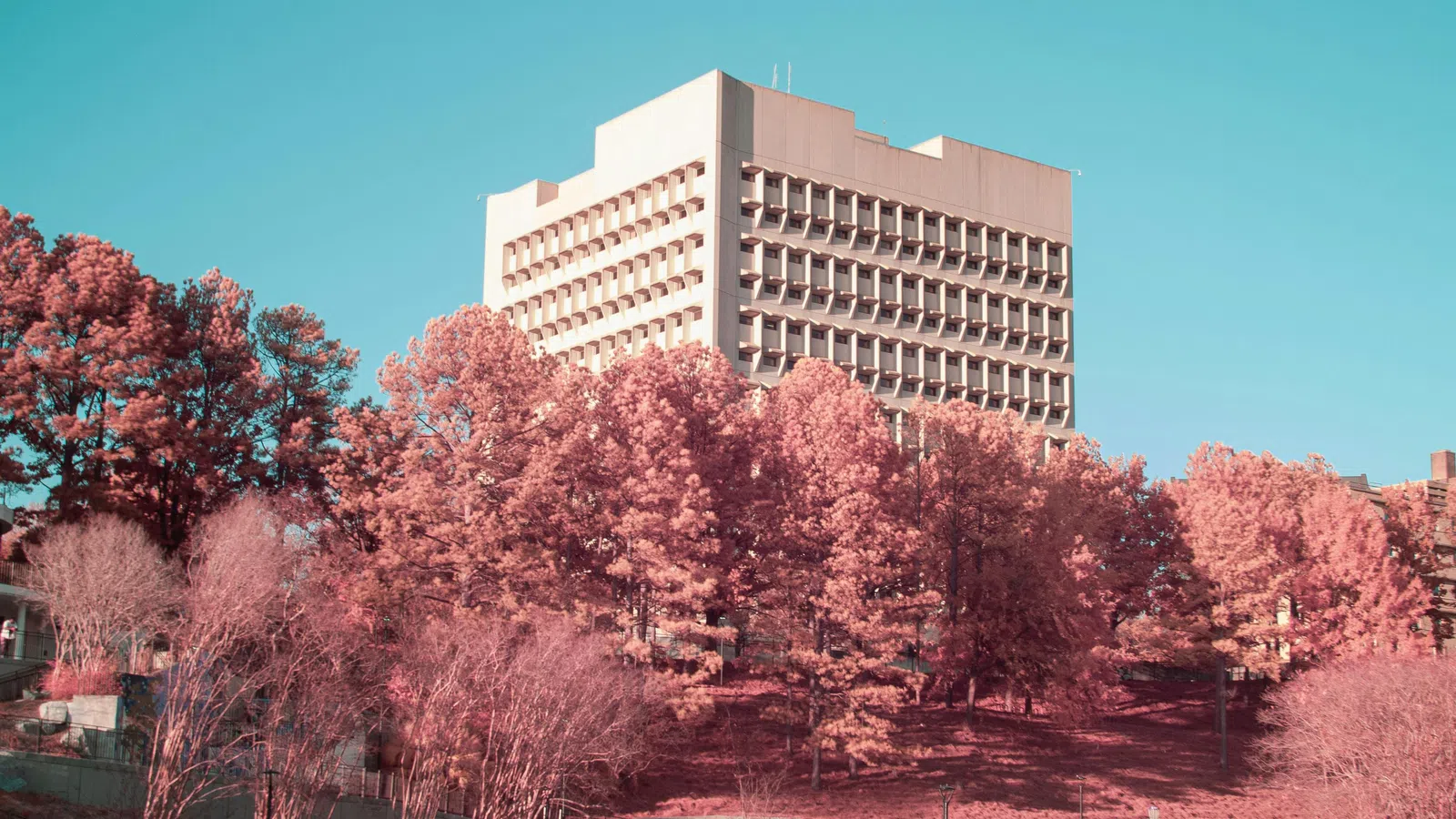 Modern white building behind pink-hued trees and a park with people relaxing under a clear blue sky.