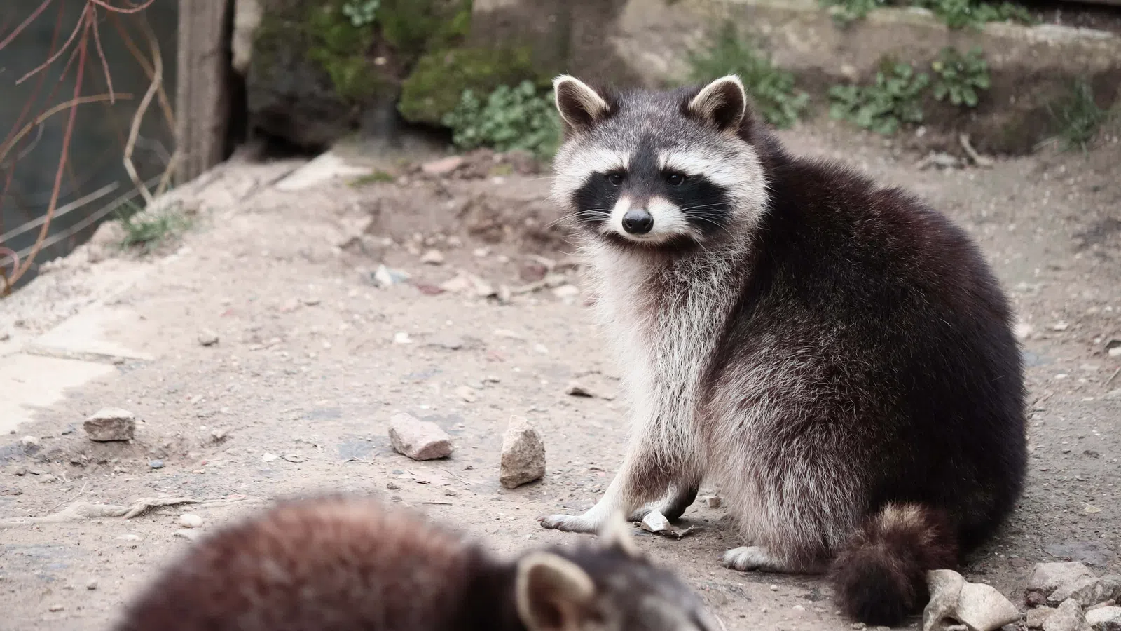 Two raccoons on a rocky dirt ground near a stone wall with one raccoon looking towards the camera.