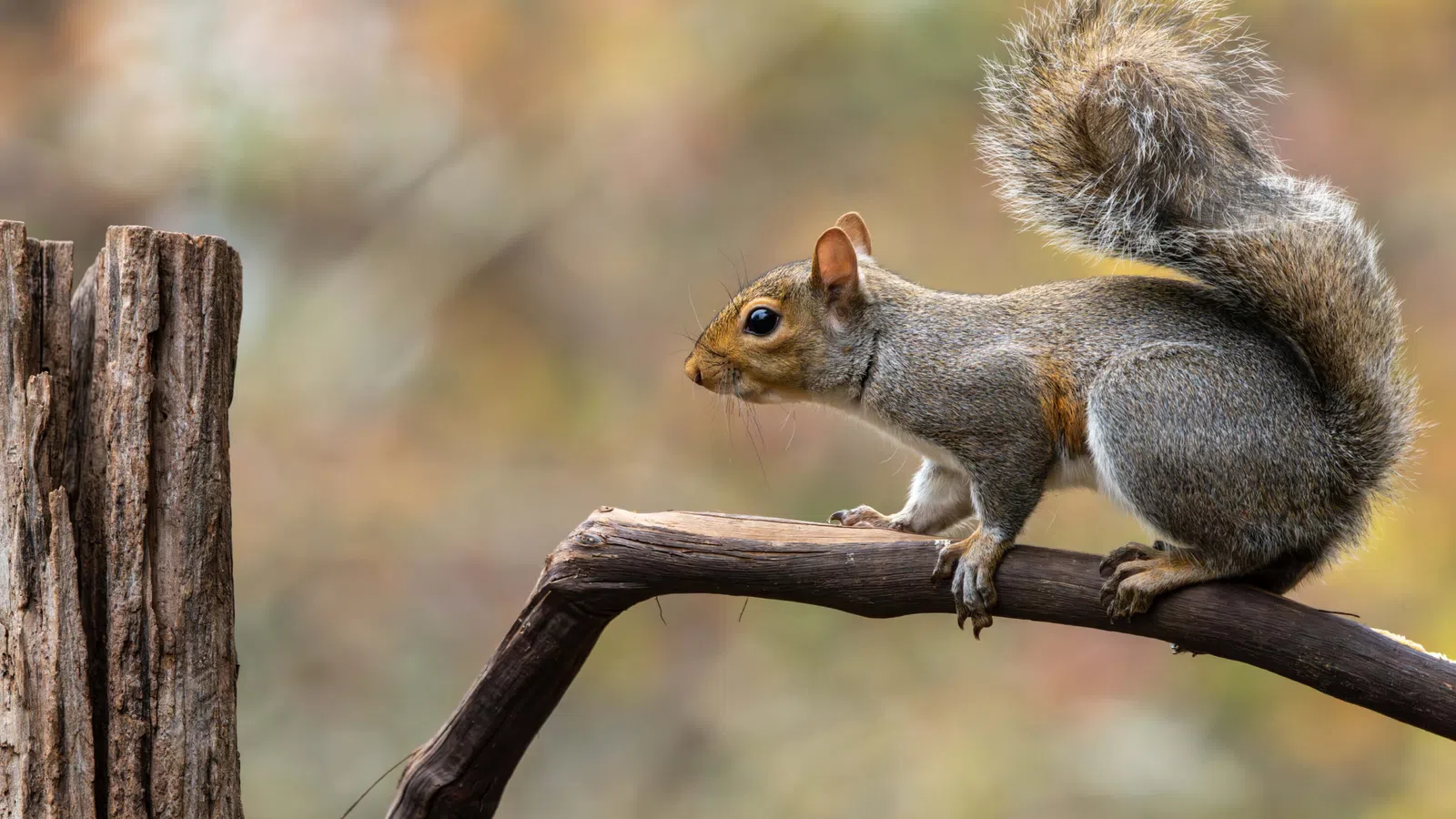 Gray squirrel perched on a curved branch with a blurred natural autumn background.