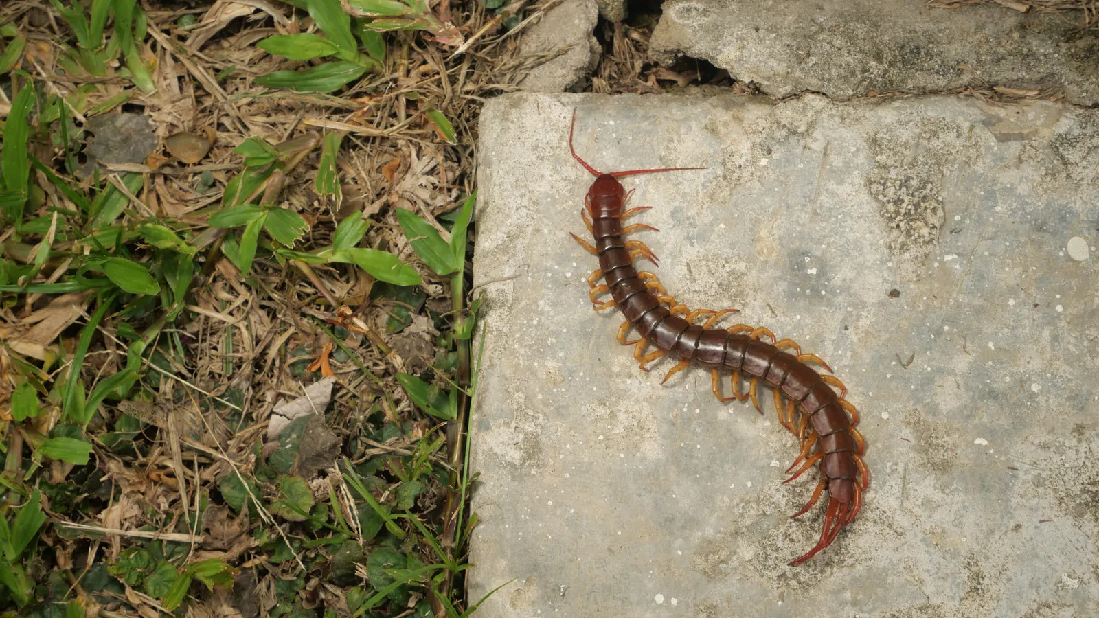 Close-up of a large brown centipede with many legs on a stone surface near grass and dry leaves.