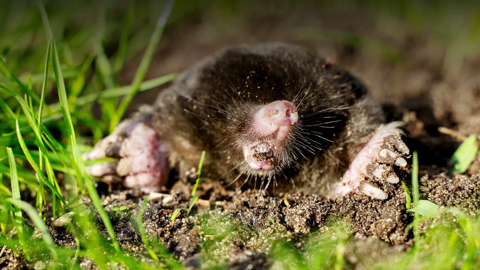 Close-up of a mole digging in soil with green grass surrounding it in bright sunlight.
