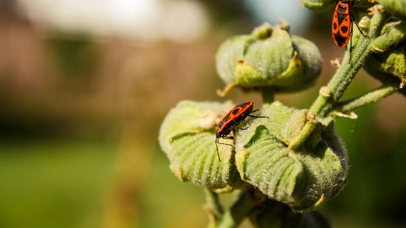 Close-up of red and black fire bugs on green seed pods in a sunlit garden with blurred background.