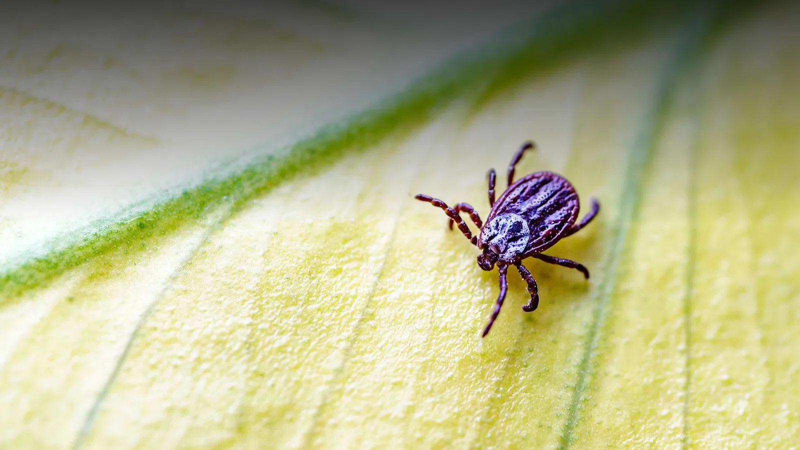Close-up of a small black and white tick crawling on a textured yellow leaf with green veins.