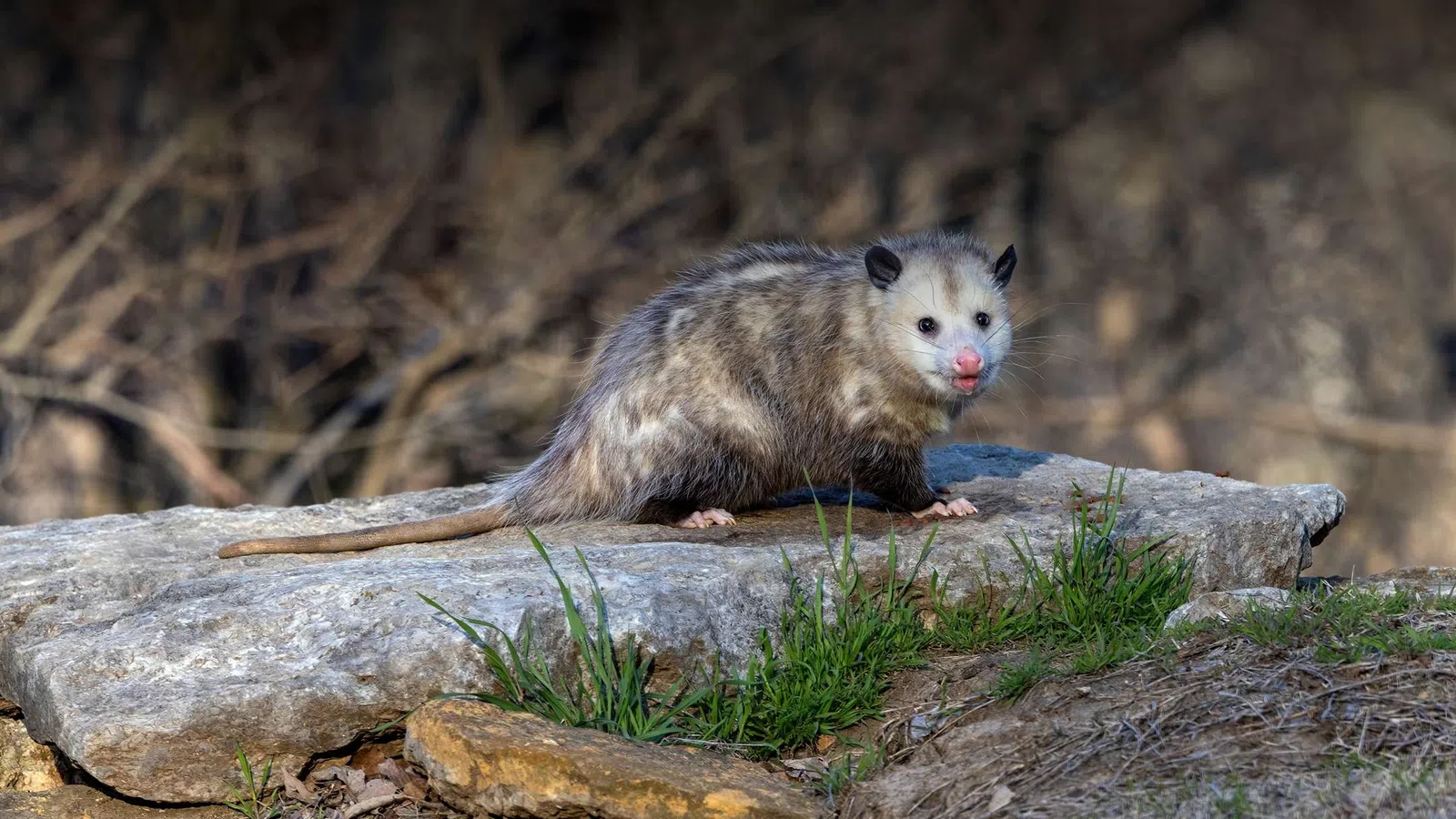 Opossum with gray fur sitting on a large rock surrounded by grass and dry foliage in natural habitat.